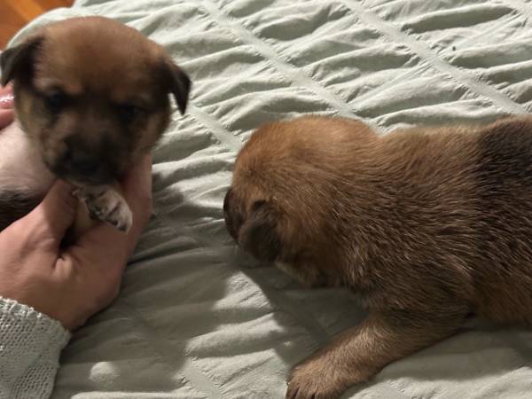 Cachorro de 5 semanas de Yorkshire terrier / cruce de Shiba Inu (Bronx) (Bronx)63839338554625120