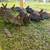 Bunnies 3 thumbnail