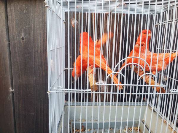 SF bay area for sale 