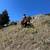 Bay Mare for sale 7 thumbnail