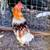 Game Fowl Roosters ..6 to 7 months old 2 thumbnail
