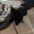 kittens need good home 1 thumbnail