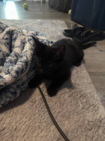kittens need good home 1