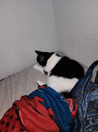 Gato dulce busca hogar para siempre (Dover)63656332140803121