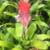 Bromeliads 3 thumbnail