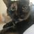 Old tortie cat 2 thumbnail