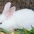 Purebred Continental & Flemish Rabbits for sale 6 thumbnail