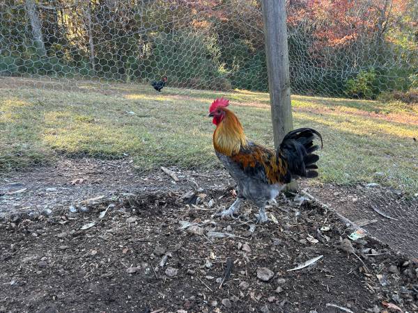 Blue cooper maran roosters 1