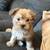 Yorkshire terrier x poodle puppy 3 thumbnail