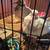 ringneck doves 1 thumbnail