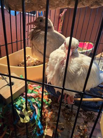ringneck doves 1