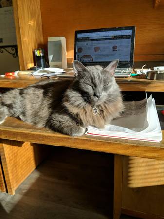 Missing Gray Fluffy Longhair Cat (Santa Paula)63439027565443121
