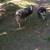 Jacob ram 1 thumbnail