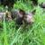 5 Purebred IPP piglets for sale 1 thumbnail