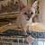 LYNX KITTEN 1 thumbnail