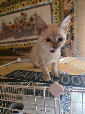LYNX KITTEN