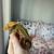 Crested Gecko 2 thumbnail