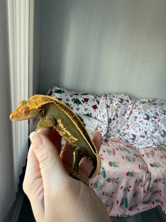 Crested Gecko63671572784003121