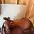 Older Western saddle 5 thumbnail