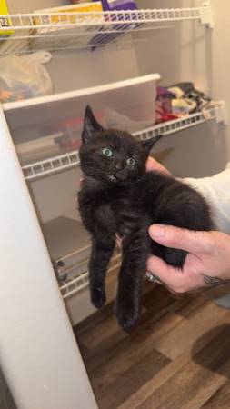 Kittens need a forever home (Kennewick)63886911260033123