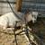 Pygmy goats 2 thumbnail