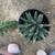 Agave queen victoria 7 thumbnail