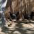Black Bantam chickens 2 thumbnail