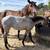 blue roan 2025 filly 3 thumbnail