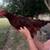 3 beautiful young rhode island roosters for sale ! 1 thumbnail