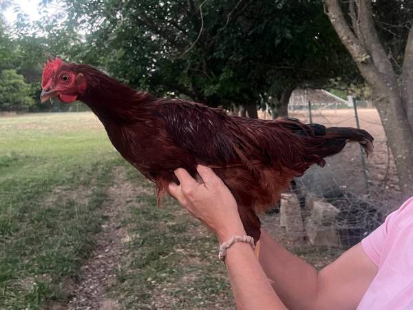 3 beautiful young rhode island roosters for sale ! 1