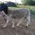 Ram Lambs 2 thumbnail