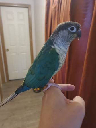Conure de mejillas verdes turquesa63839344278275121