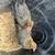 Chickens 2.5 Month Old Hens Olive Eggers  Coop Ready  Green Egg Layers 3 thumbnail