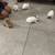 Bunnies 1 thumbnail