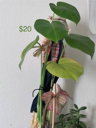 🪴🌱🎍Plants🌲🌵🌿 1