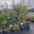 Sky Pencil Holly, Emerald Petite & Little Giant Arborvitae, and more. 6 thumbnail