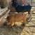Nigerian Dwarf herd 4 thumbnail