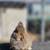 Netherland dwarf 7 thumbnail