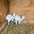 Tennessee Fainting Female Goat 6 thumbnail