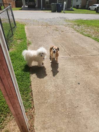 Rehome (Huntsville)64151734489729123