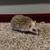 Baby hedgehog 2 thumbnail
