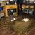 Missing Cat 4 thumbnail