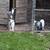 Norwegian dwarf goats 2 thumbnail