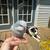 Quaker Parrot 1 thumbnail