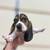 Rehoming Basset Hounds 4 thumbnail