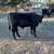 Registered Angus Bull 2 thumbnail