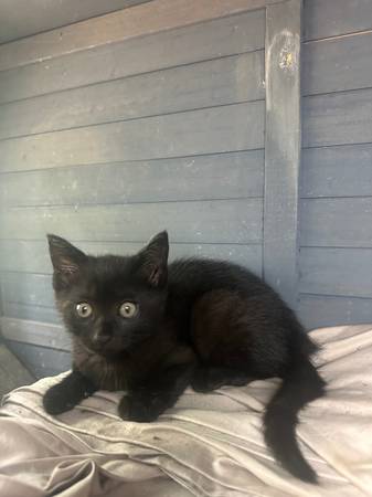 Gatito (Milton)63443577066241121