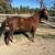 Chestnut AQHA mare 1 thumbnail