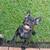 French Bull Dog PUPPY'S 3 thumbnail