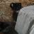 Free Barn Kittens 2 thumbnail